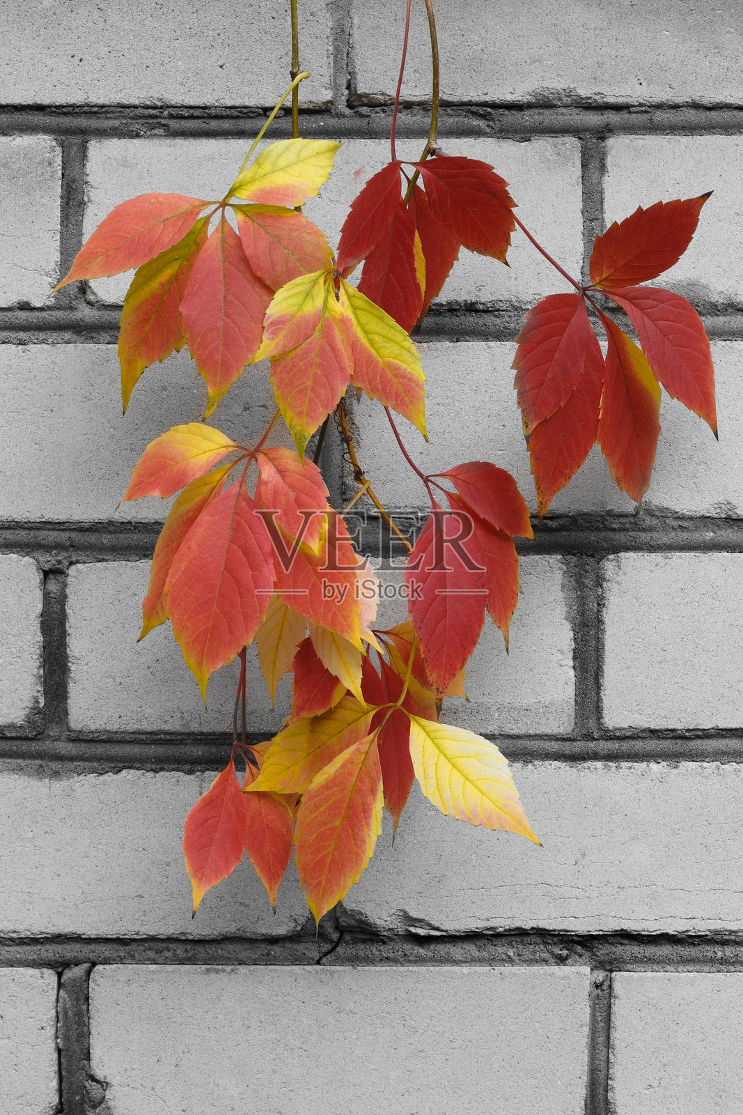 白色砖墙映衬着明亮的秋叶照片摄影图片