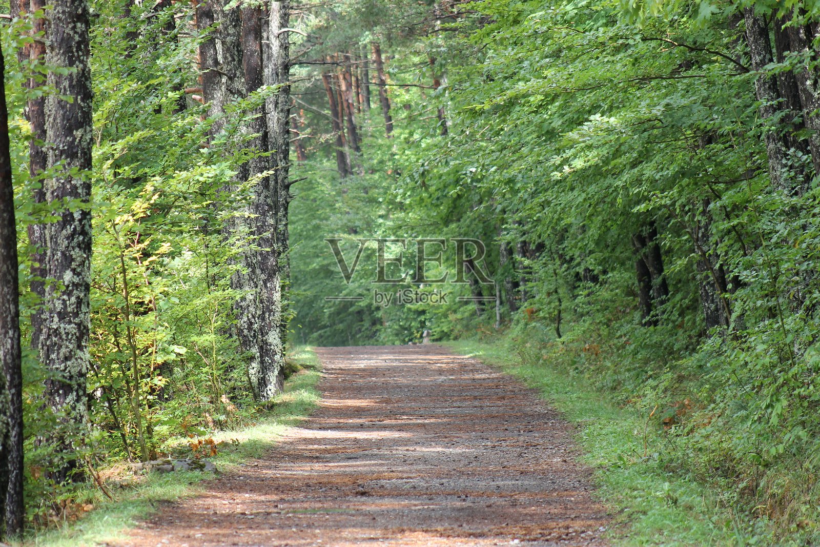 2024 - 坎弗兰克车站自然保护区 - 比利牛斯山照片摄影图片