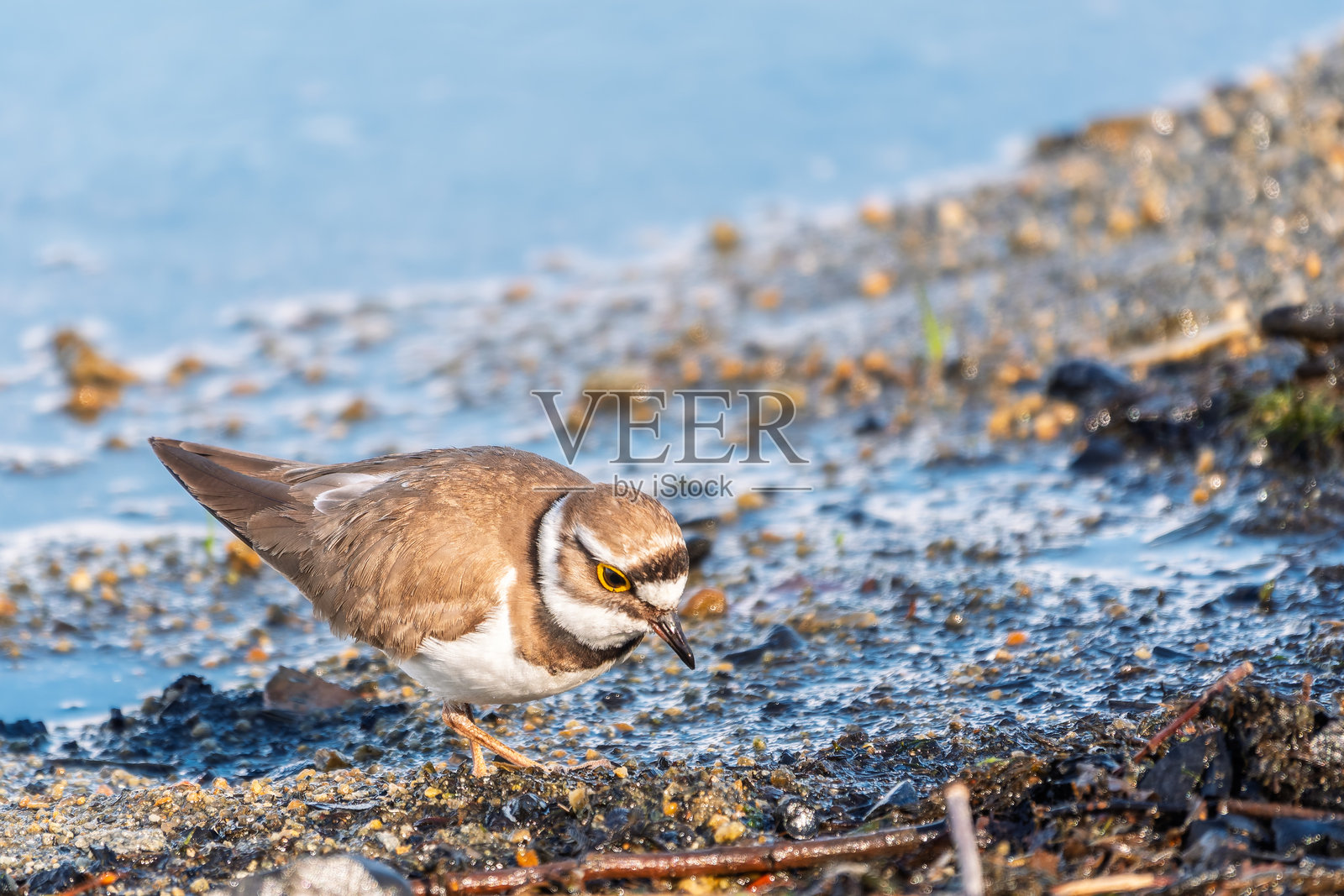 小环颈鸻（Charadrius dubius），一只站立在湖岸边的鸟照片摄影图片