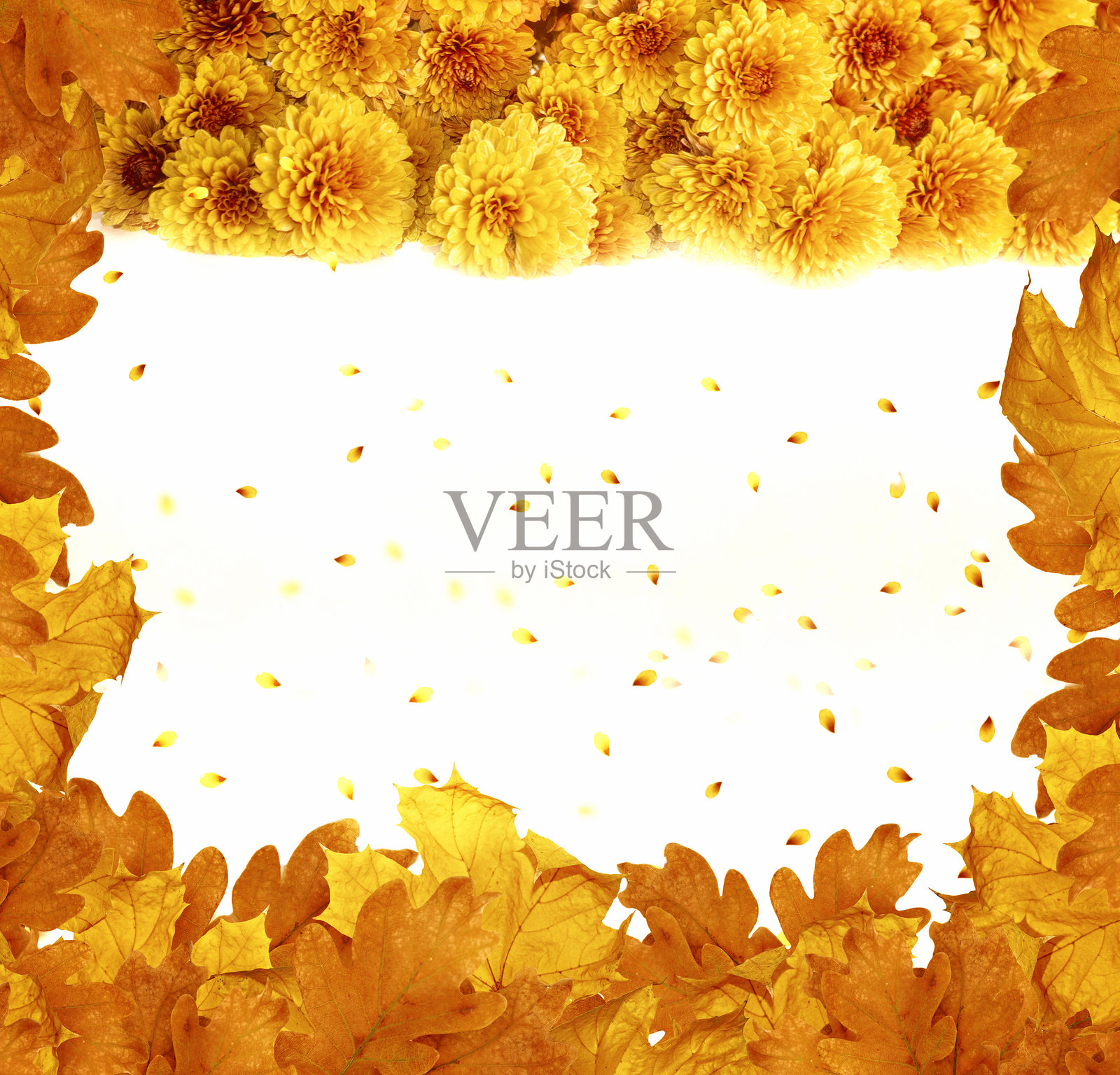 秋季边框，包含菊花、枫叶和橡树叶。照片摄影图片