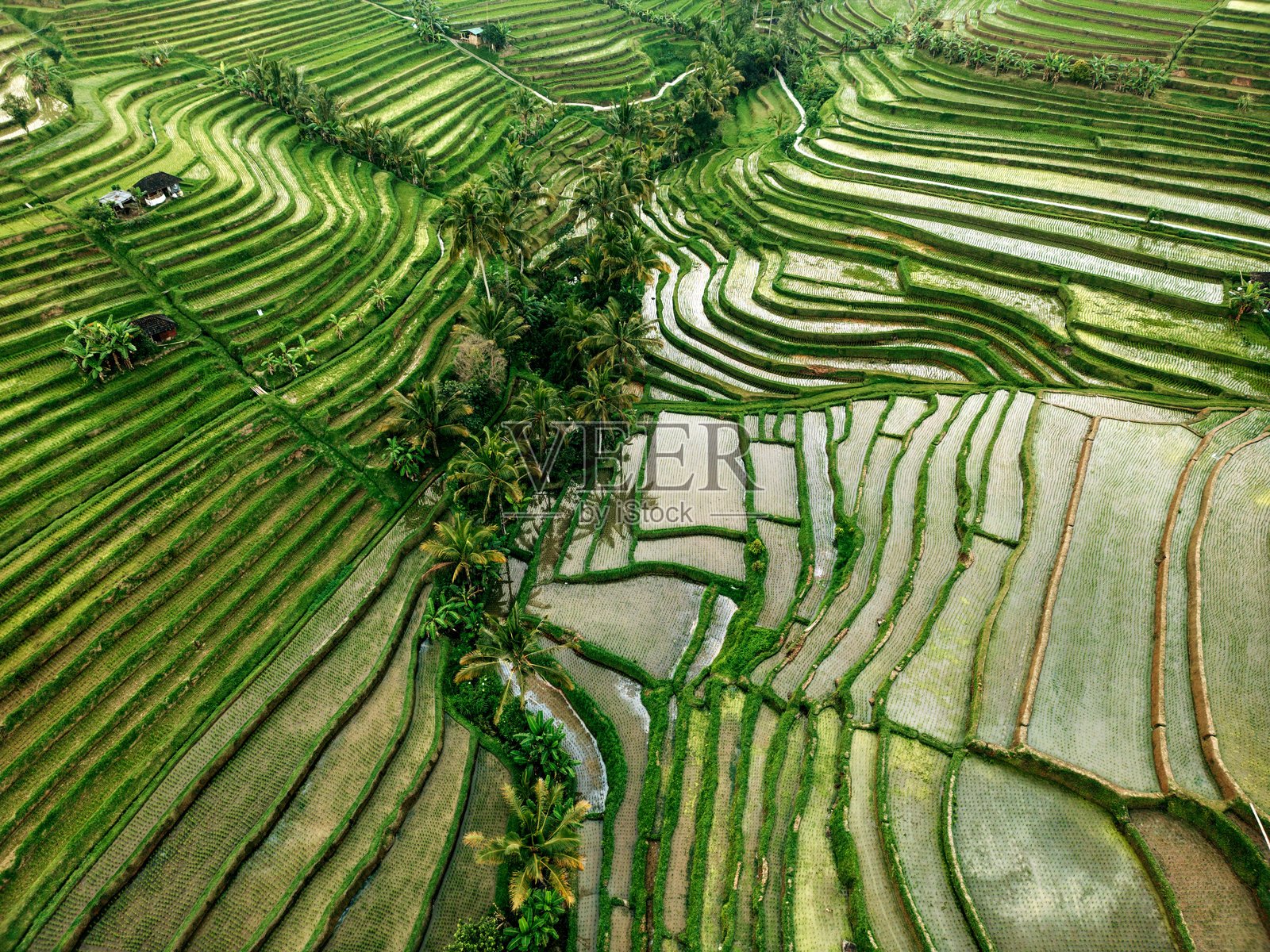 巴厘岛稻田航拍，展现绿色农业景观照片摄影图片