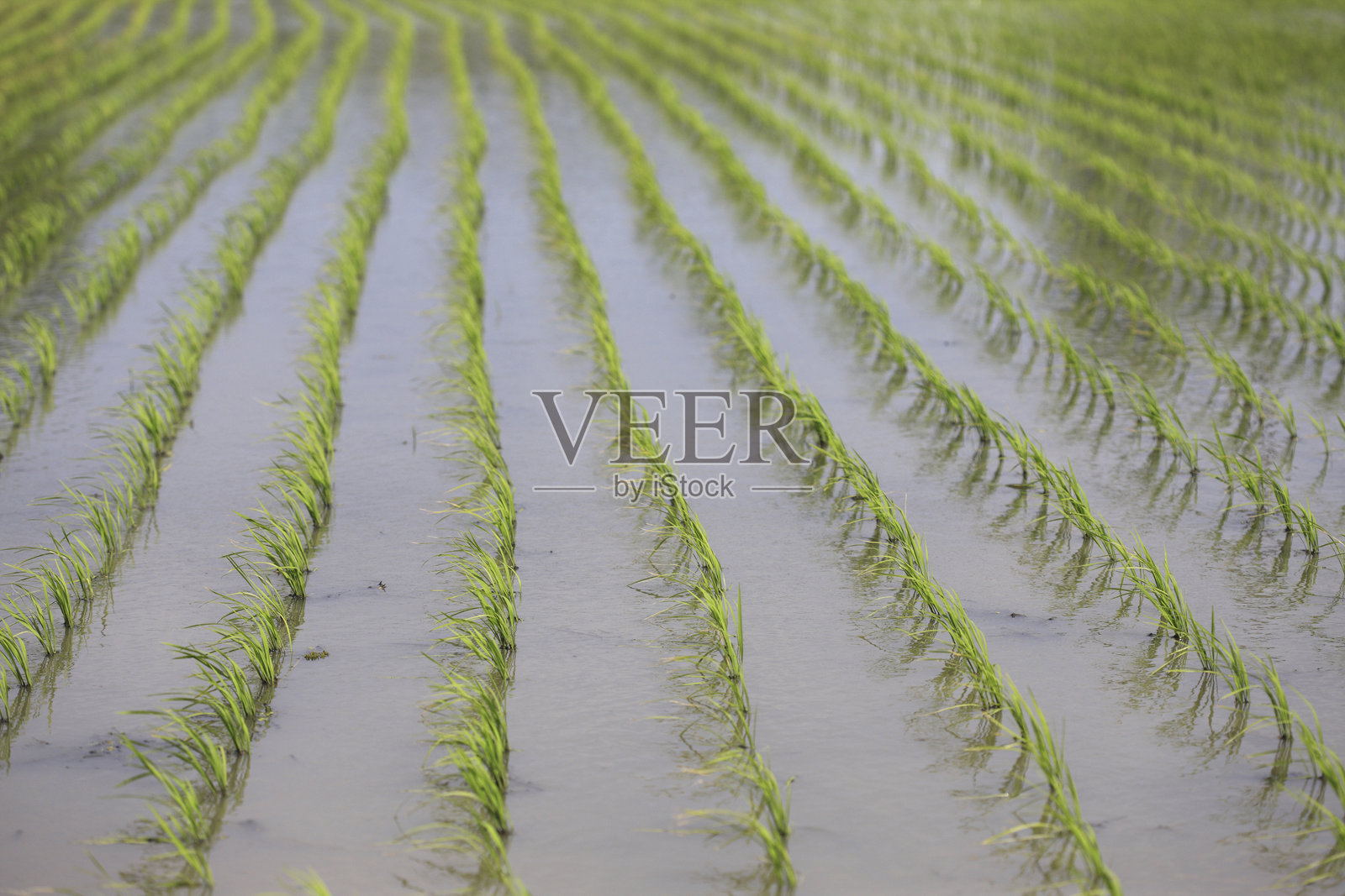 新种植的水稻幼苗照片摄影图片