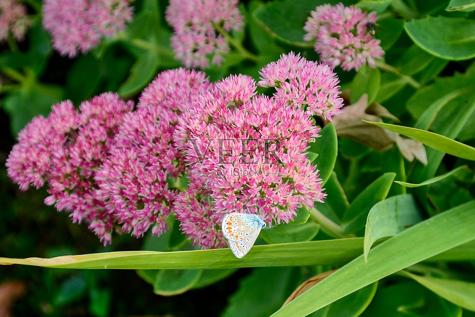 一只常见的蓝蝴蝶倒挂在八宝景天（石头景天）上照片摄影图片
