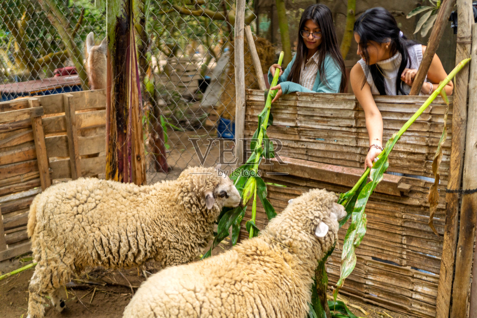 朋友们在动物园里喂养绵羊和羊驼照片摄影图片