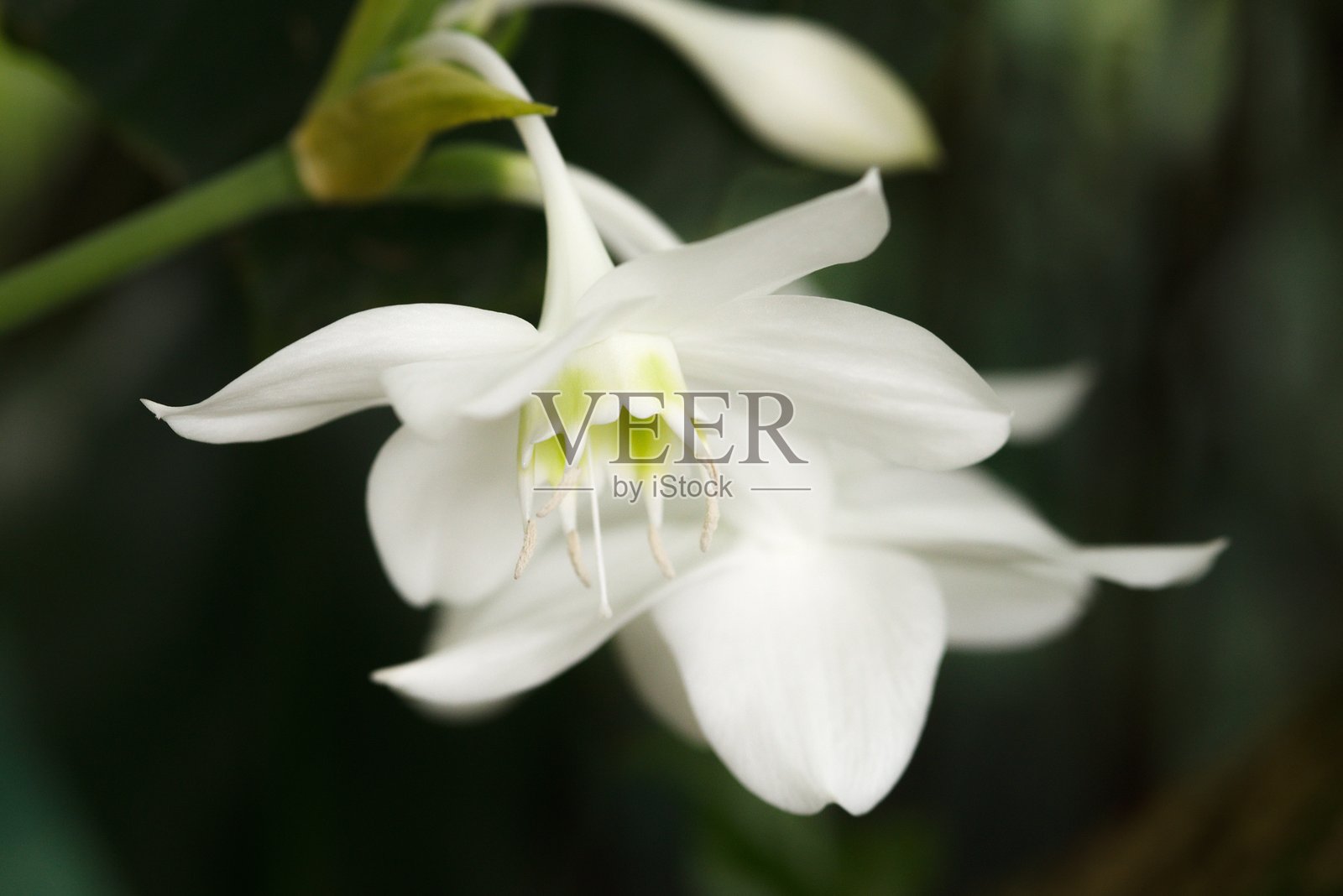 植物名录 2025 - 亚马逊百合 (Eucharis grandiflora)照片摄影图片