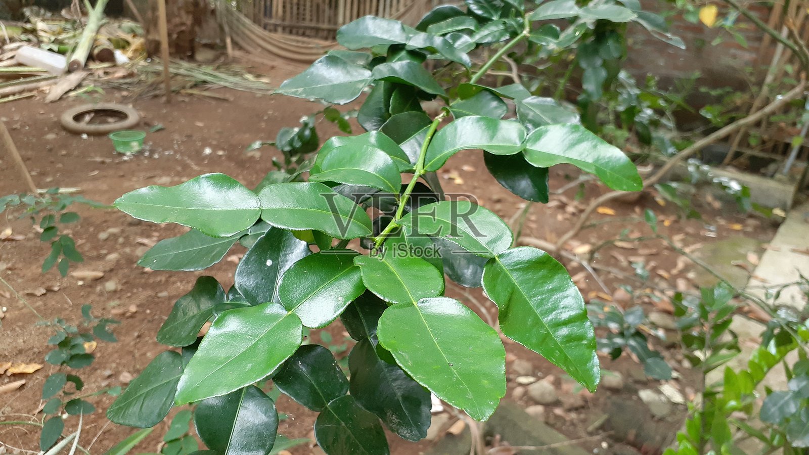 卡菲尔青柠植株照片摄影图片
