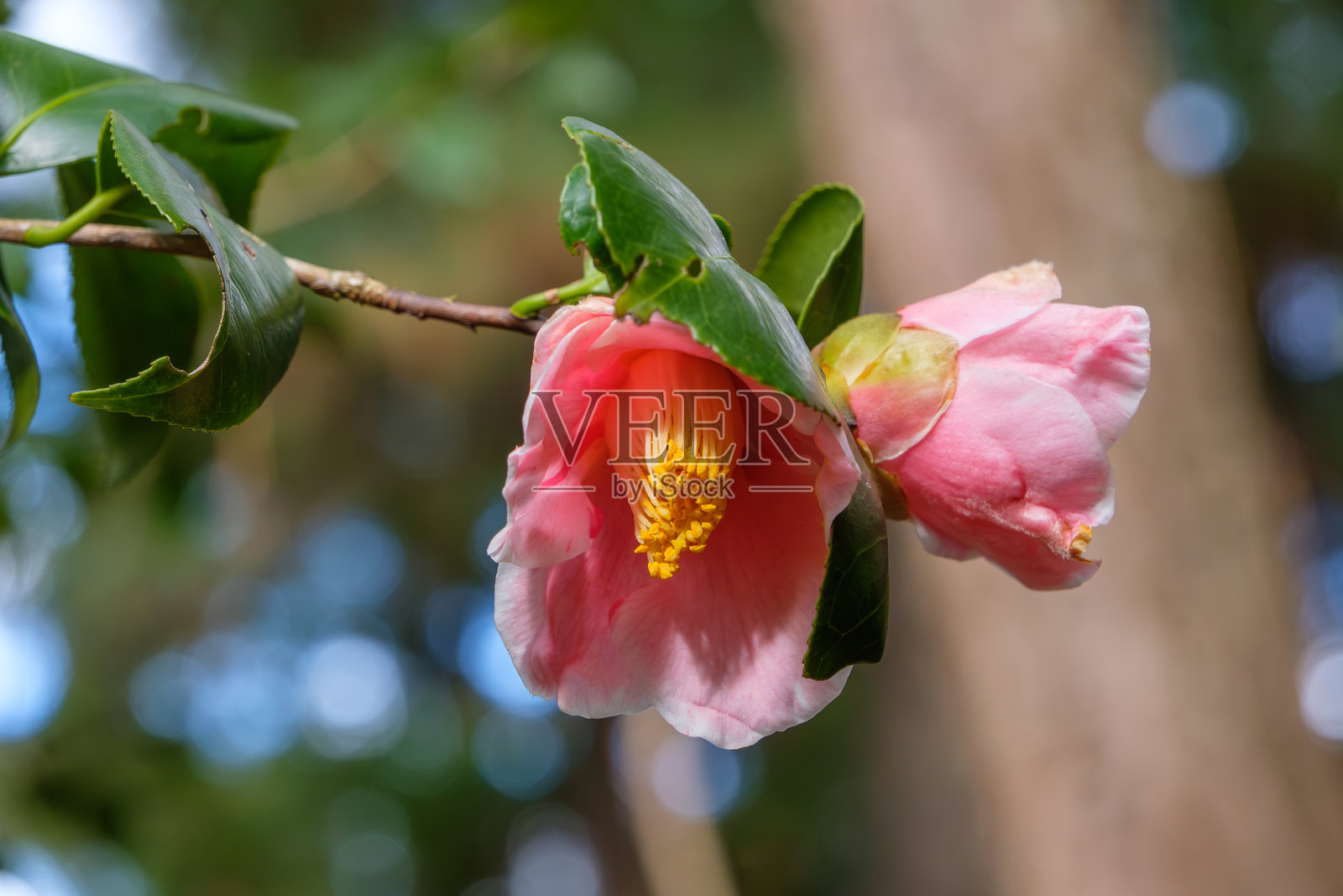 初春的粉色山茶花绽放照片摄影图片