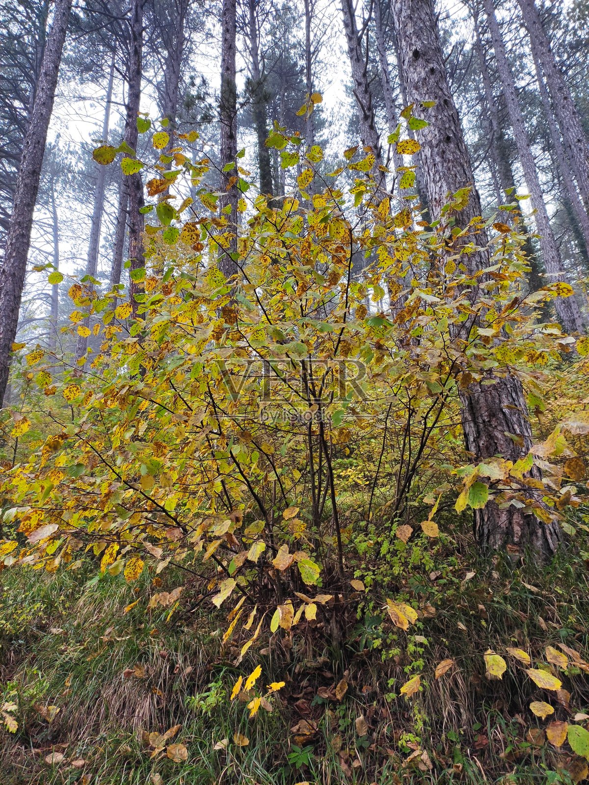 秋天的森林照片摄影图片