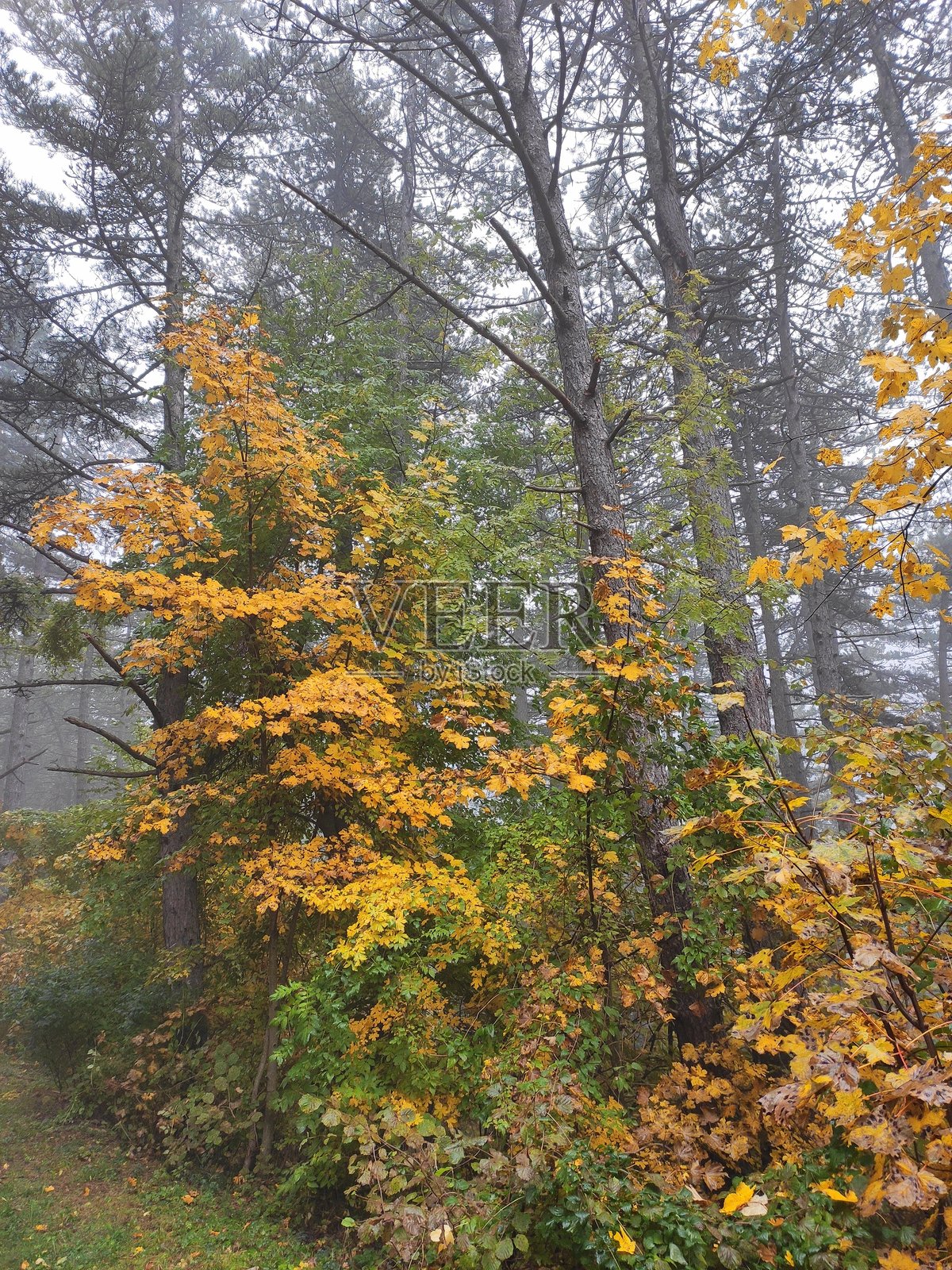 秋天的森林照片摄影图片