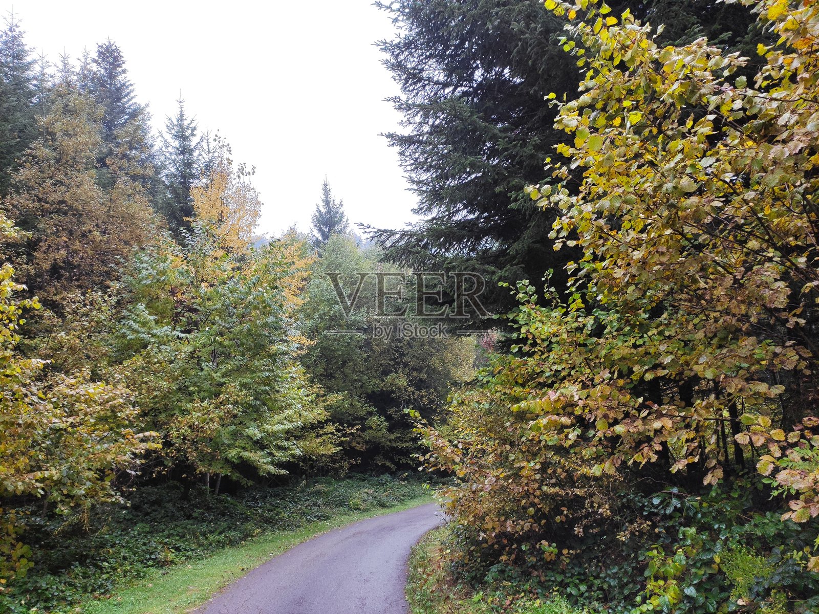 秋天的森林照片摄影图片