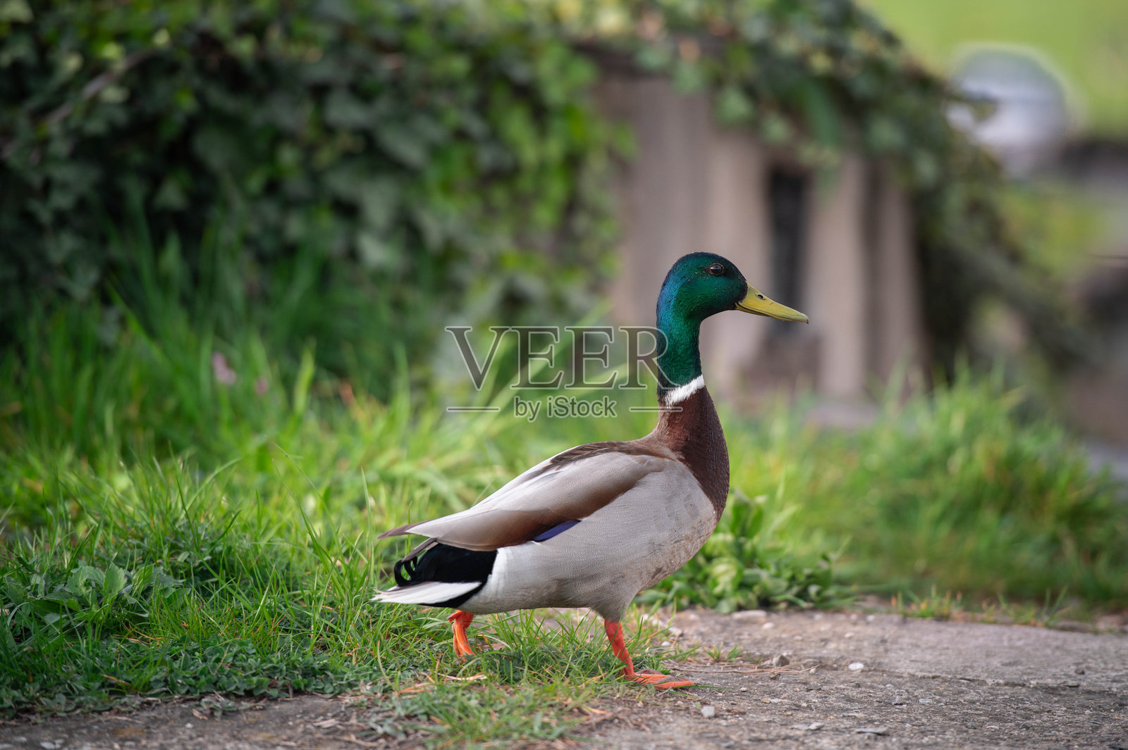 野生动物：绿草地上的绿头鸭照片摄影图片