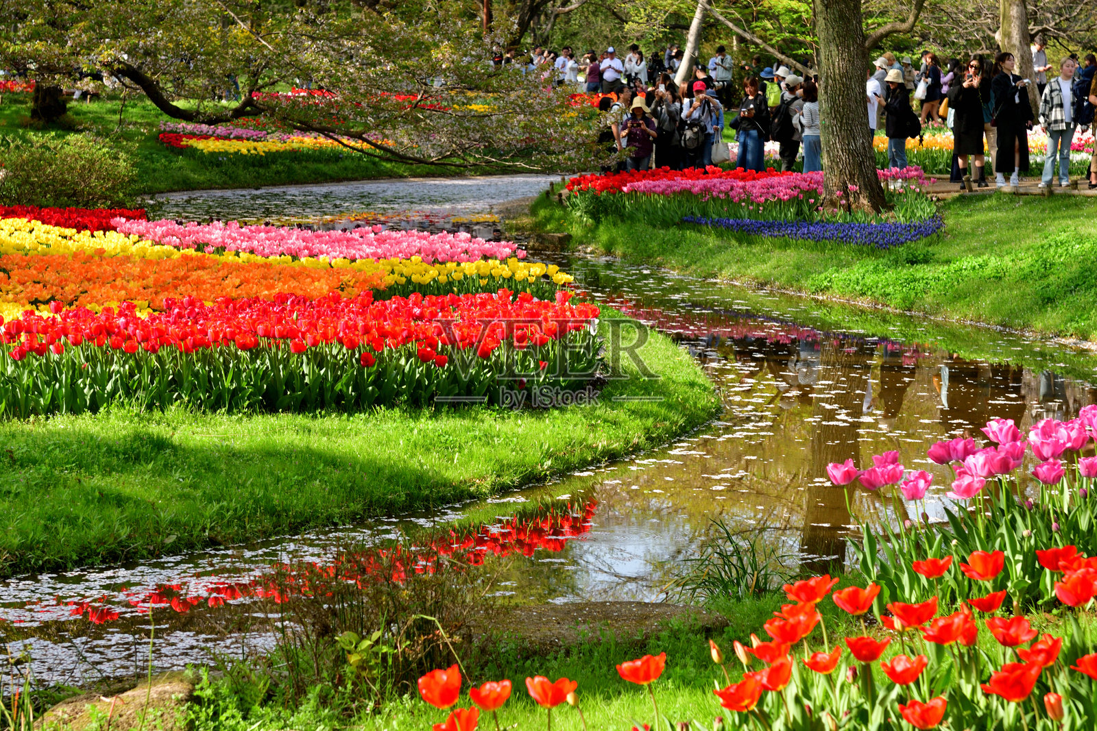 昭和纪念公园盛开的郁金香照片摄影图片