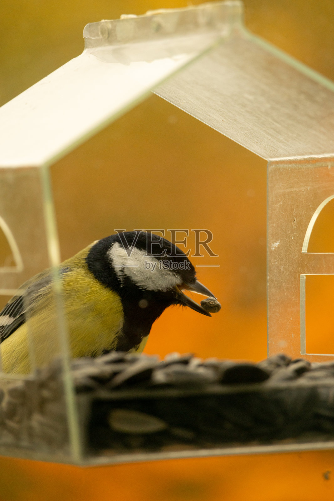 山雀在喂食器中飞翔并啄食食物或种子。照片摄影图片