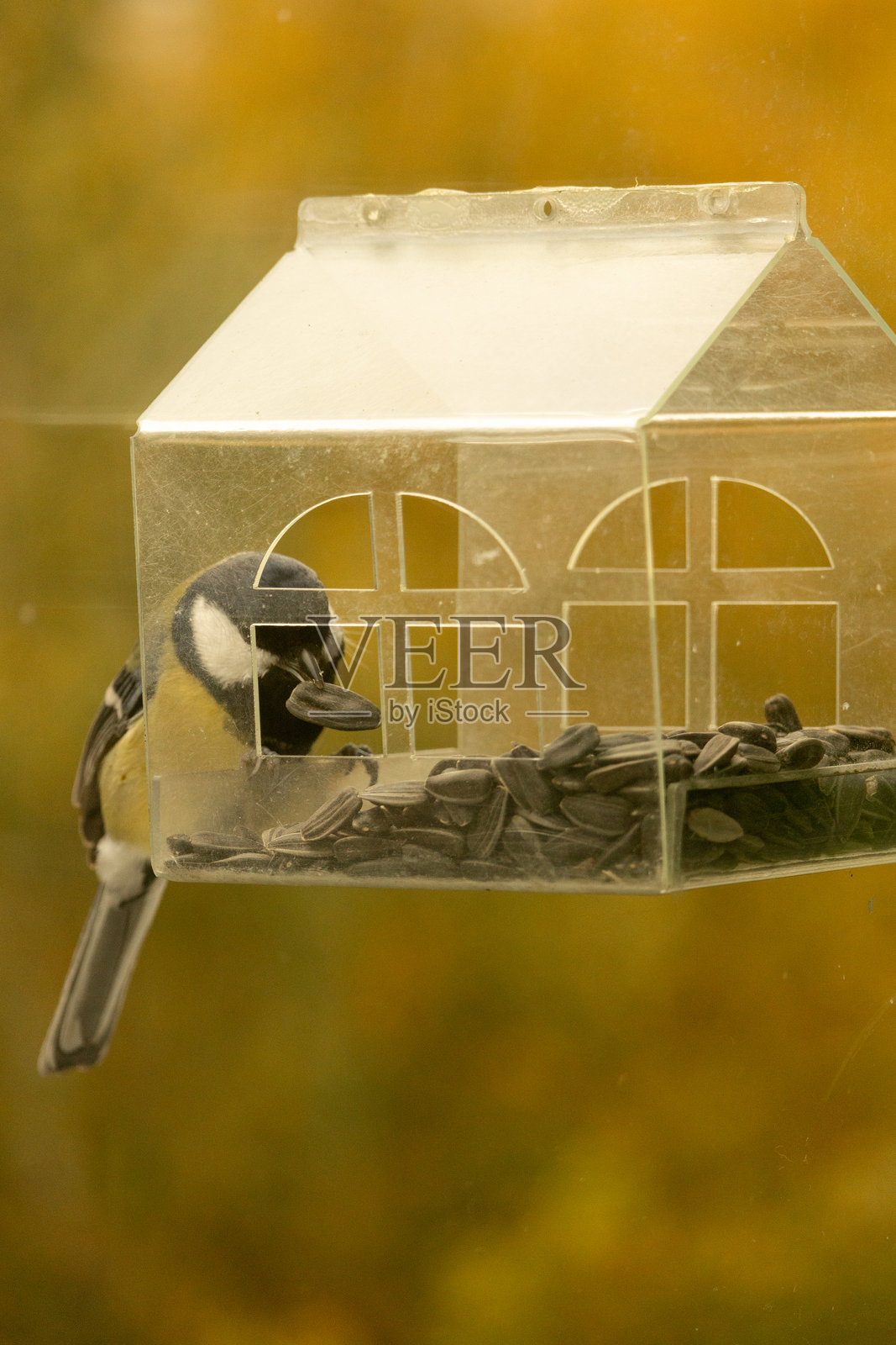 山雀在喂鸟器上飞行并啄食食物或种子。照片摄影图片