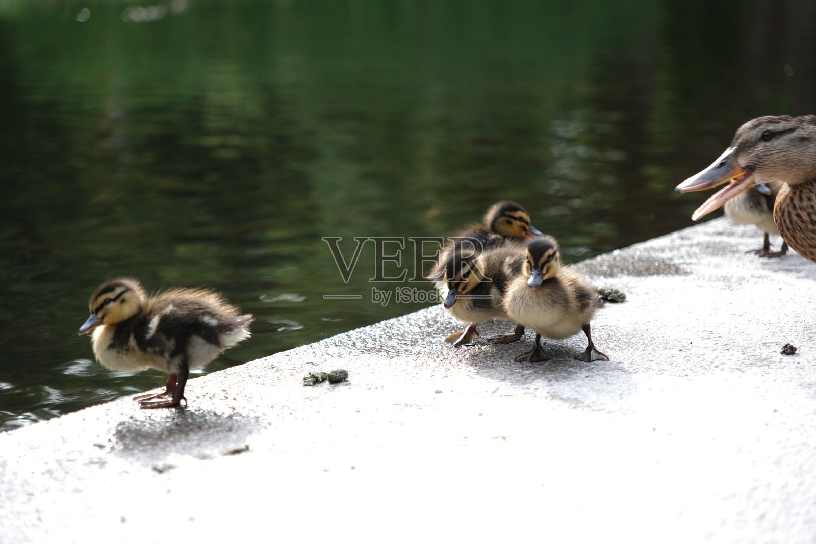 水边鸭妈妈带着小鸭子的家庭照片摄影图片