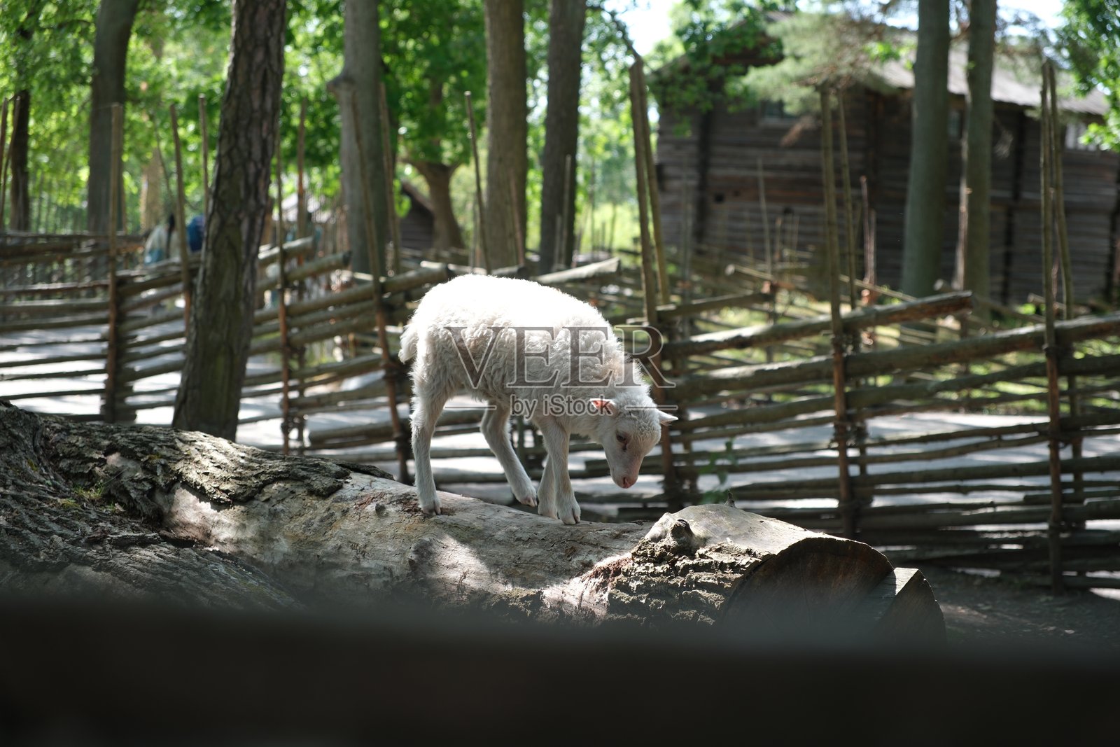 瑞典农场里爬行的绵羊幼崽照片摄影图片