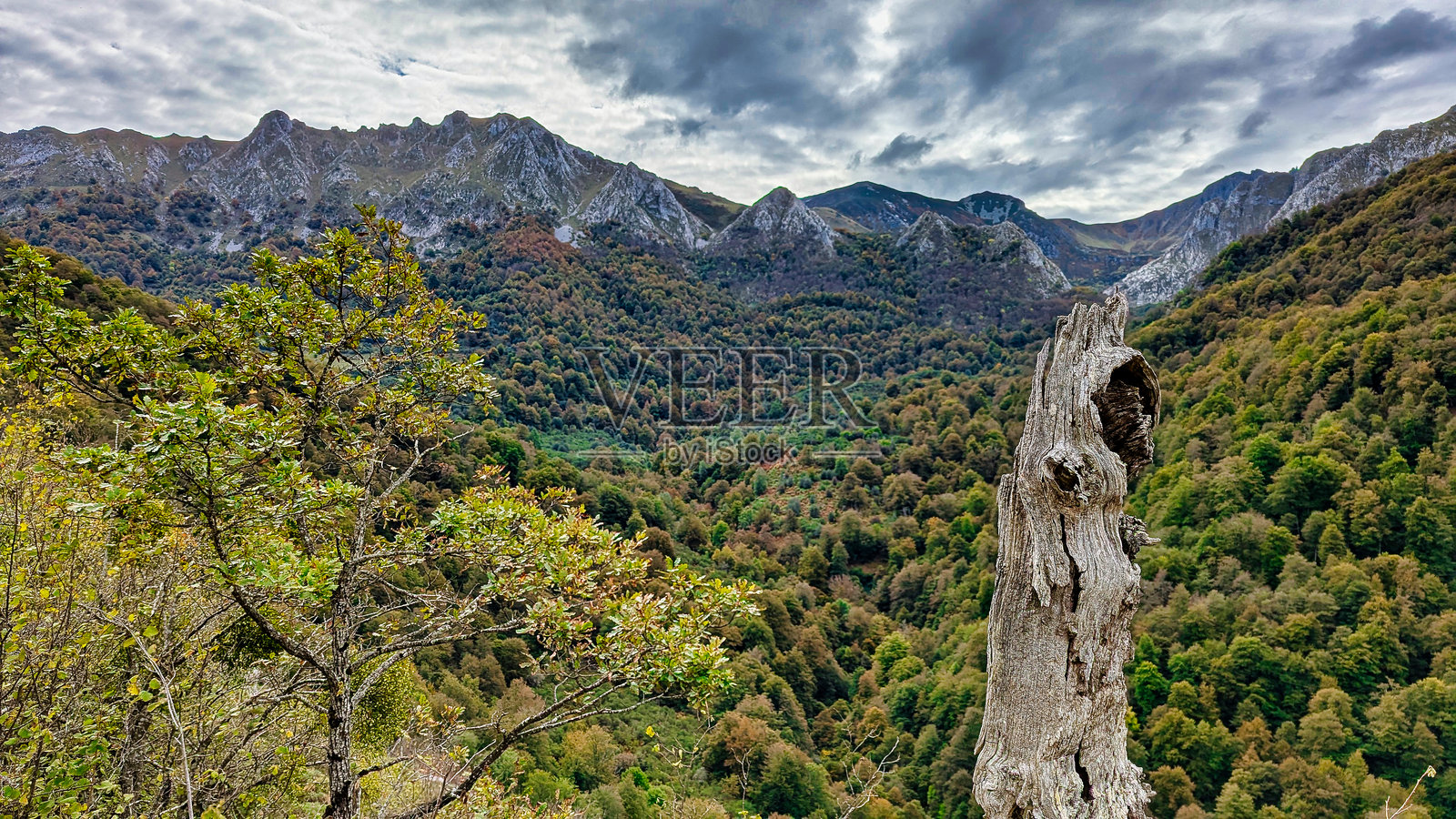 从布拉尼亚加洛内斯路看到的雷德斯自然公园的欧洲山毛榉林，位于西班牙阿斯图里亚斯的雷德斯自然公园和生物圈保护区照片摄影图片