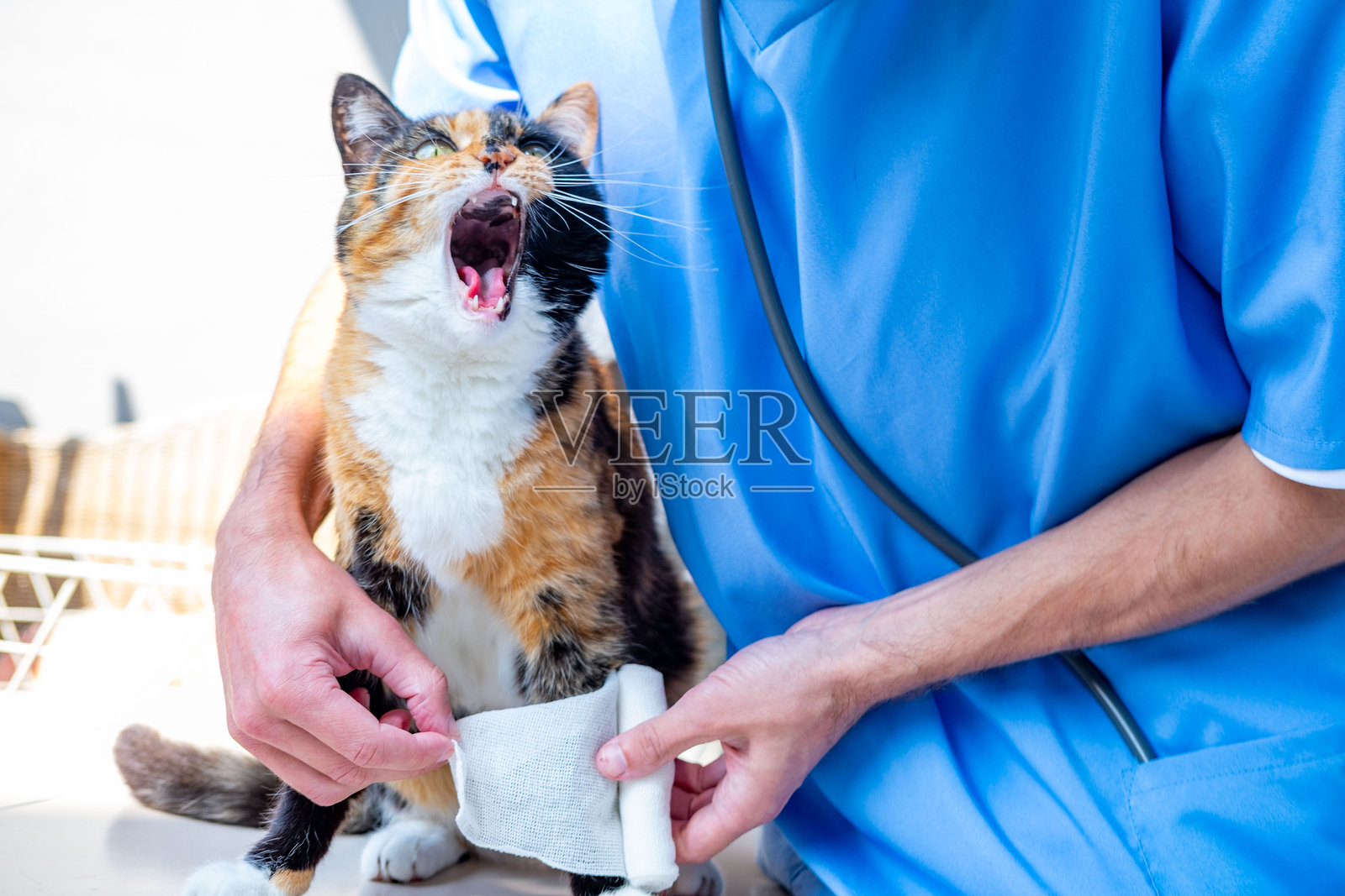 动物医生正在治疗家养的三色猫，小心地用白色纱布绷带缠绕在花猫的爪子上，专业宠物护理，兽医，兽医急救，动物健康管理照片摄影图片
