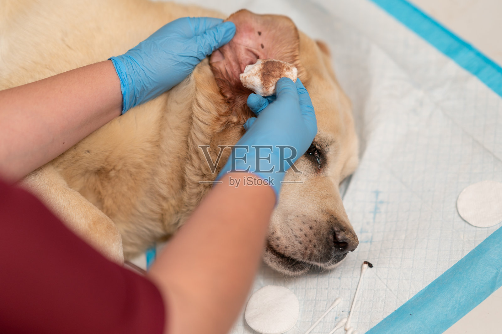 兽医正在清洁一只狗的耳朵。用于治疗犬耳炎、耳螨或过敏症。照片摄影图片