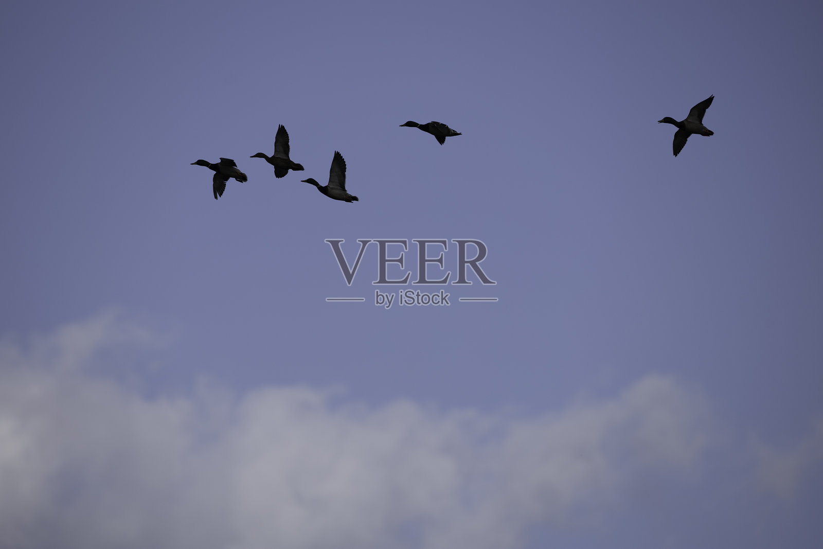 绿头鸭照片摄影图片