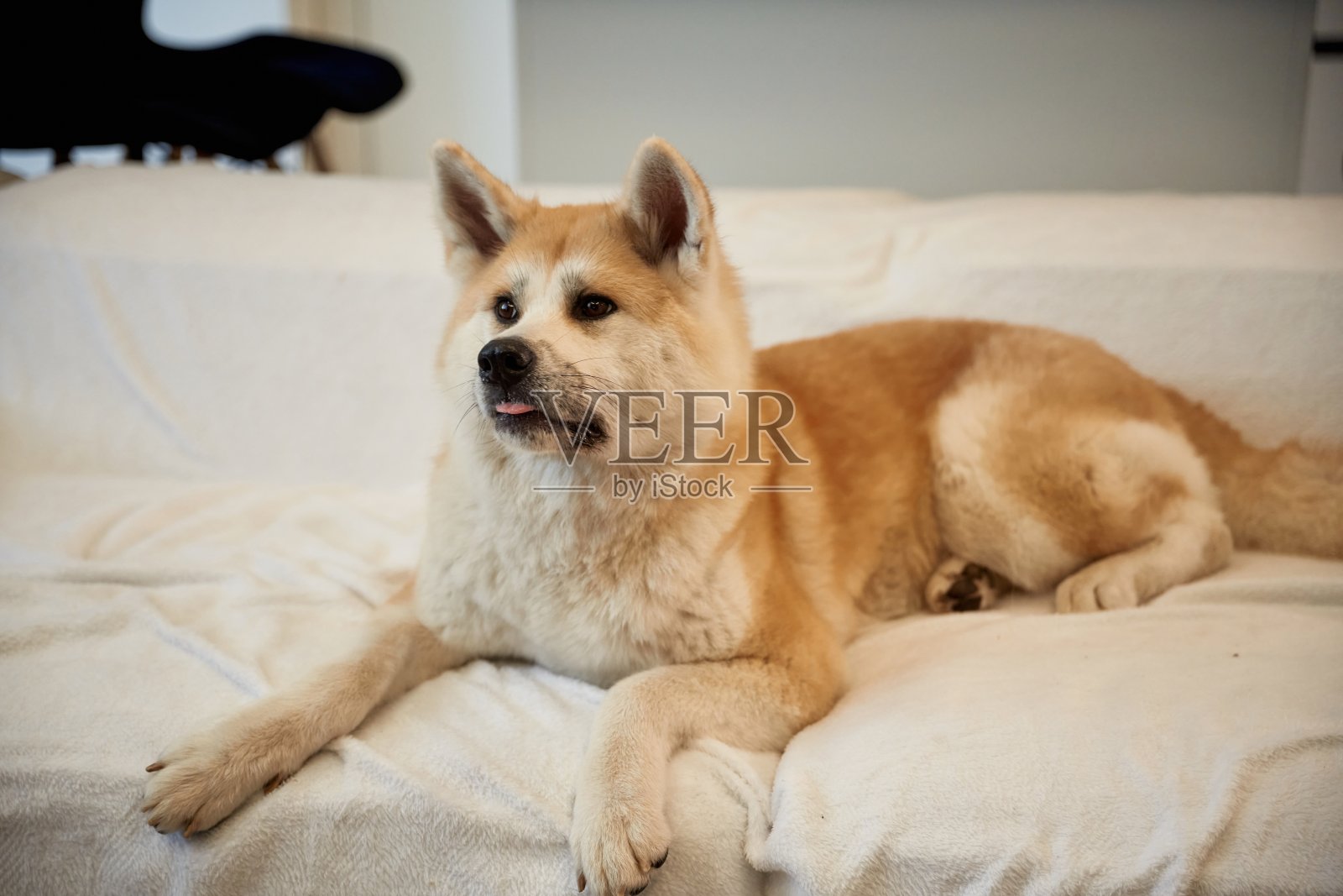 可爱的柴犬在室内趴着照片摄影图片