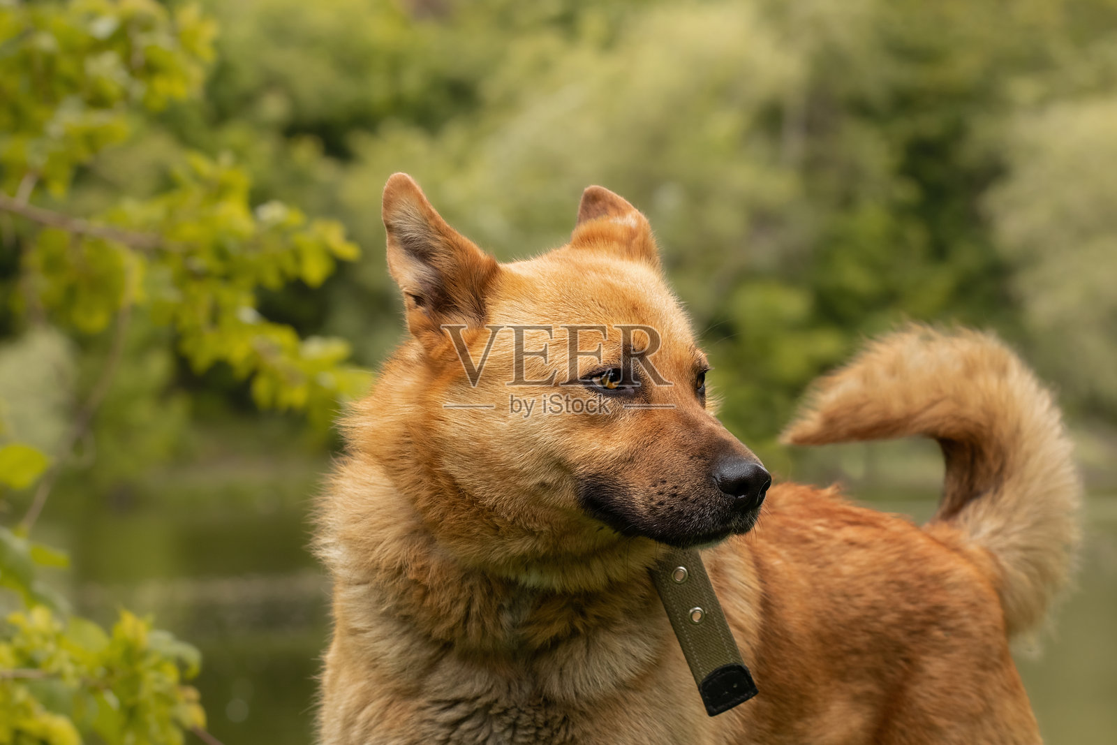 秋日公园里散步的狗狗。主人与爱犬的日常生活概念。照片摄影图片