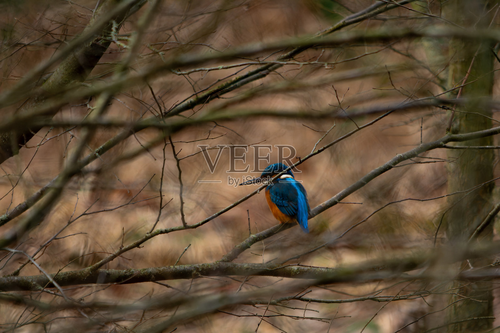 特写：一只鸟栖息在树枝上，这是其自然栖息地，高清野生动物和鸟类摄影照片摄影图片