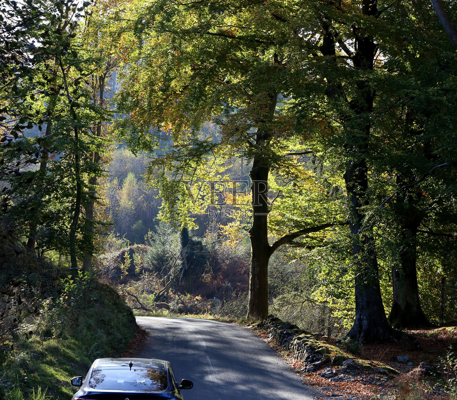 秋日林间小路，色彩渐浓，美不胜收。照片摄影图片