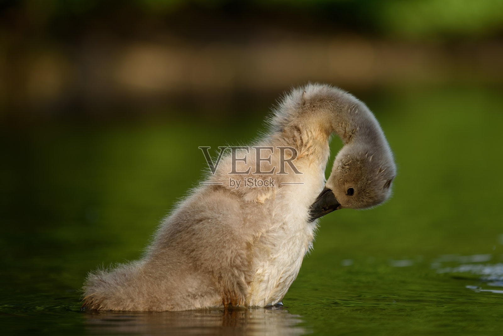 特写一只栖息在树枝上的鸟，位于其自然栖息地，高分辨率野生动物和鸟类摄影照片摄影图片