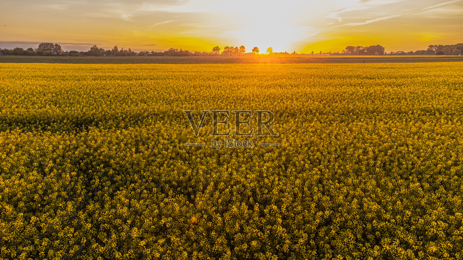 日出时金黄盛开的油菜花田，阳光透过树林洒落照片摄影图片