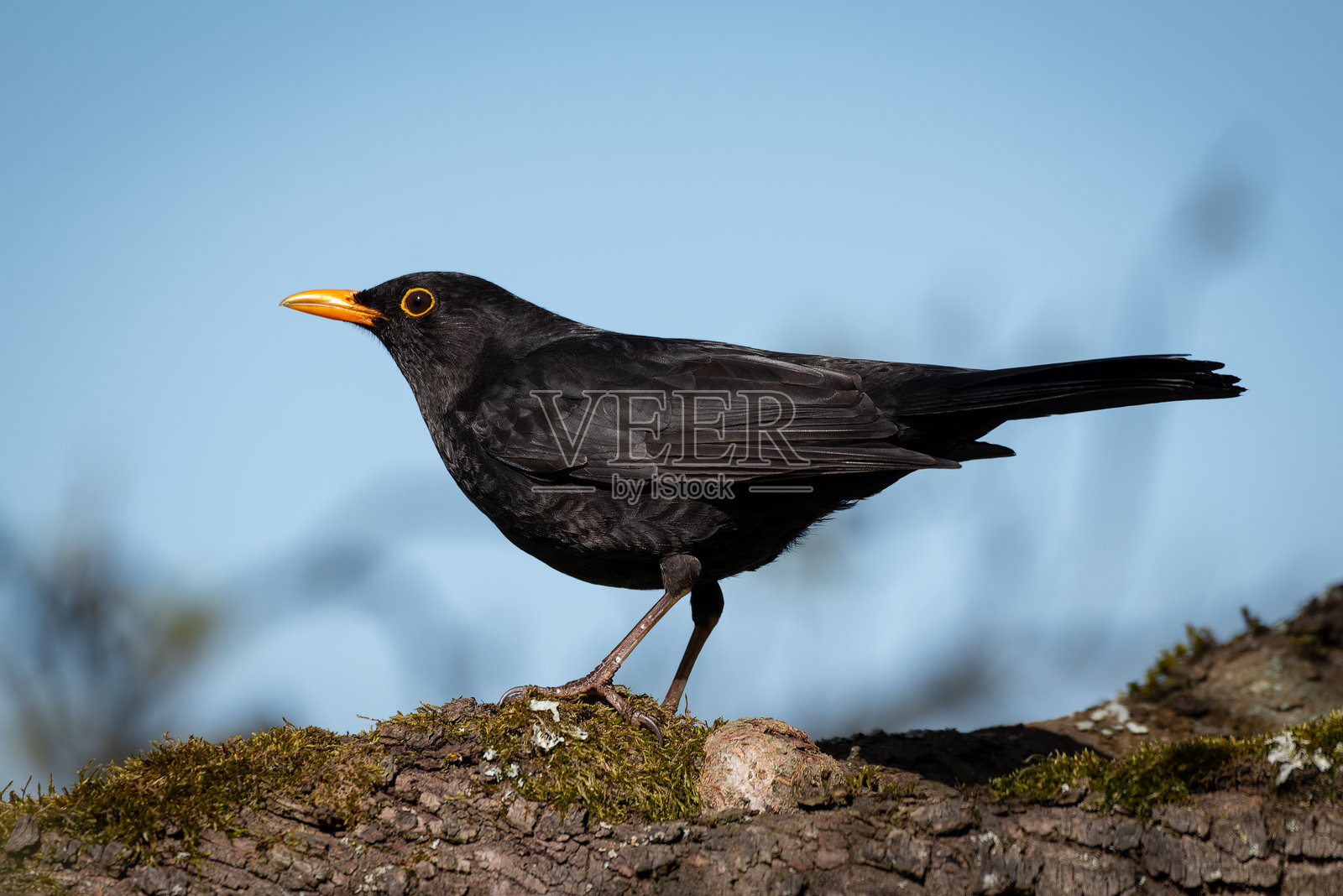 特写一只栖息在树枝上的鸟，这是其自然栖息地，高分辨率的野生动物和鸟类学摄影照片摄影图片