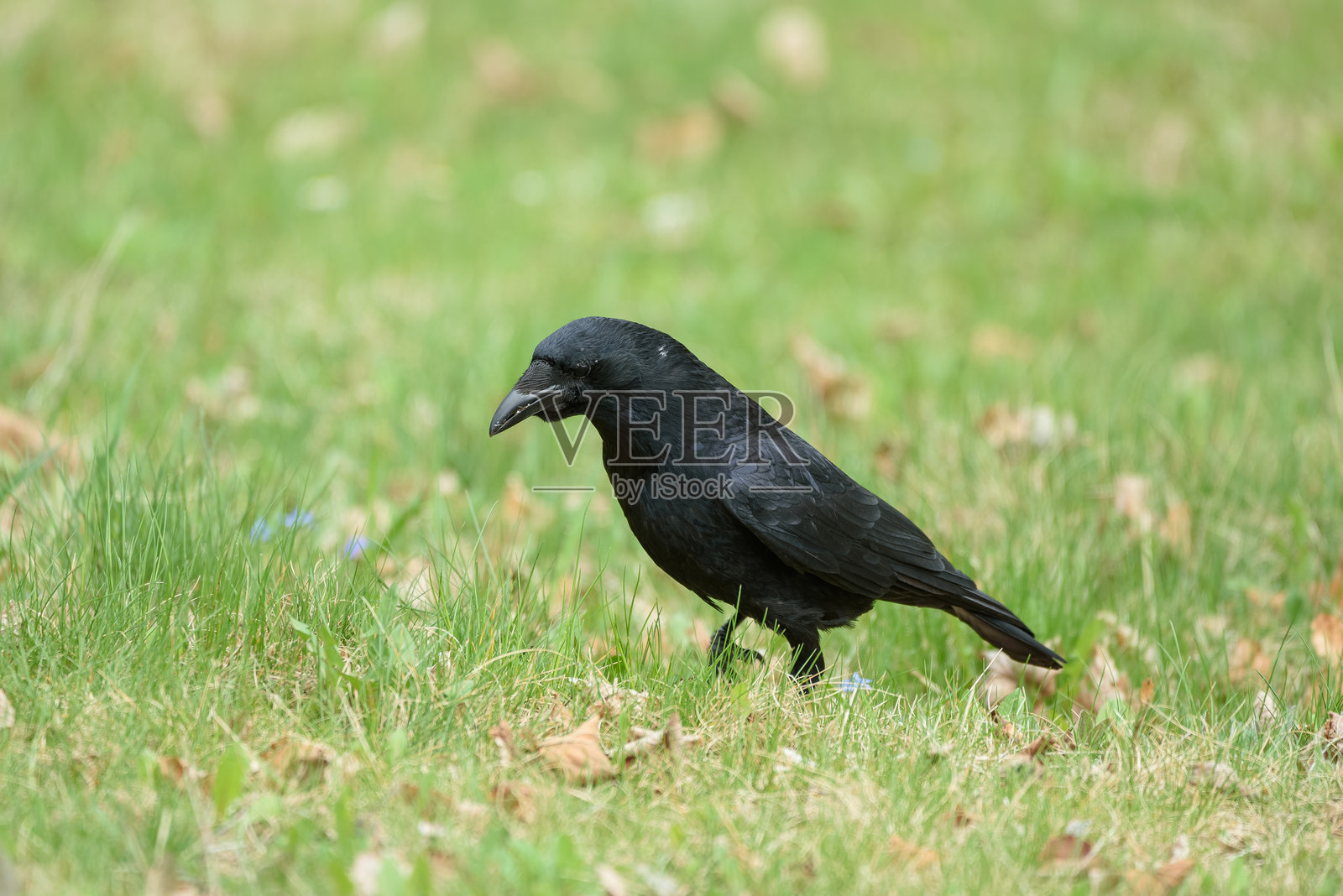 一只鸟栖息在树枝上的特写镜头，这是其自然栖息地，高分辨率的野生动物和鸟类摄影照片摄影图片