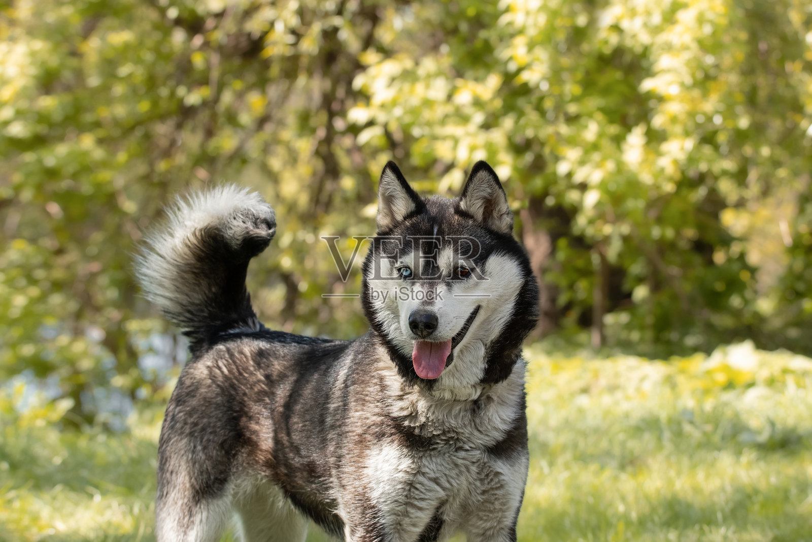 秋季森林里一只可爱的年轻西伯利亚哈士奇犬的肖像。照片摄影图片