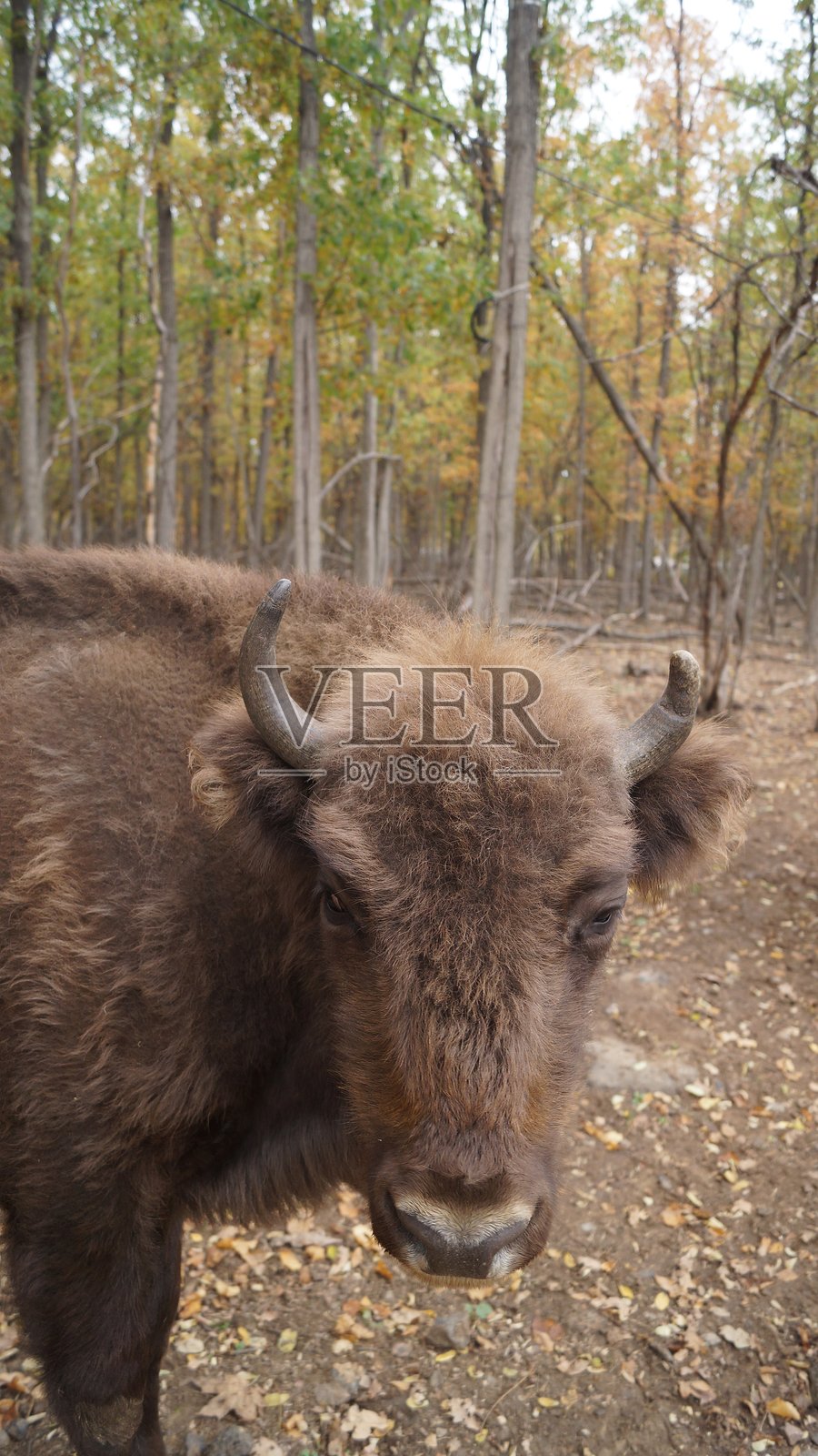 威森在森林空地上站立照片摄影图片