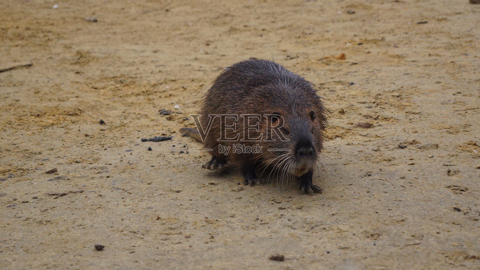 沙地上的小水豚照片摄影图片