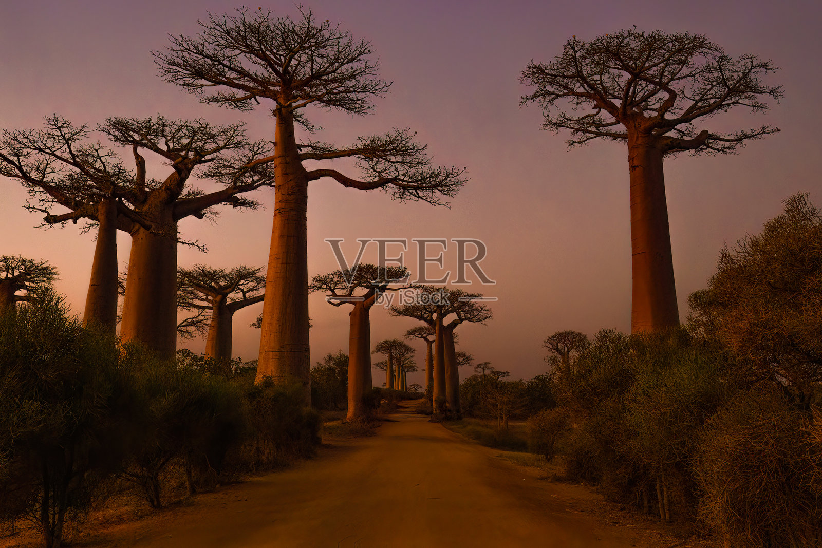 猴面包树的暮色照片摄影图片