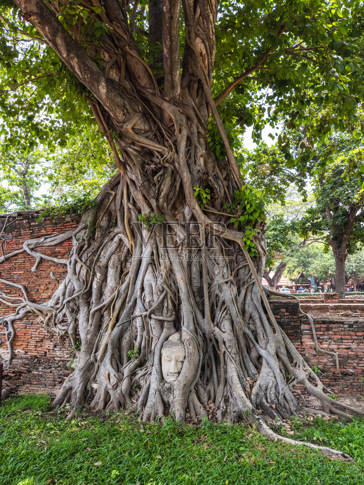 泰国大城玛哈泰寺，古老的佛头缠绕在雄伟的菩提树根中，象征着大自然与精神力量的永恒拥抱。照片摄影图片