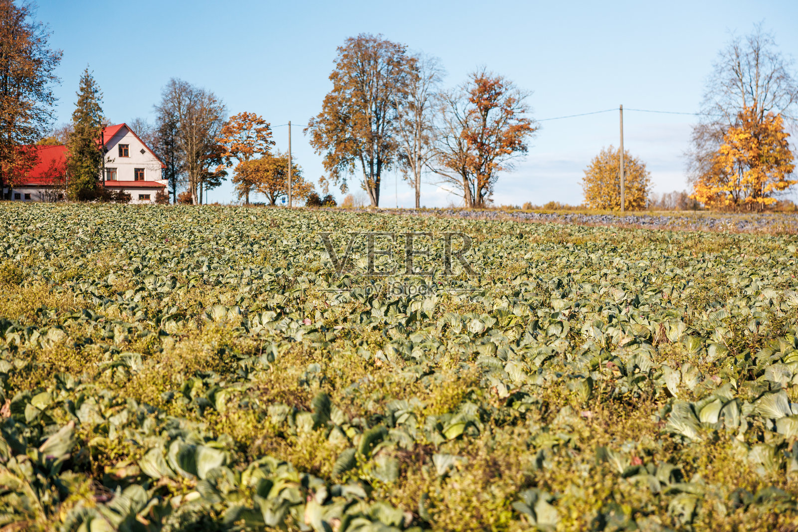 秋季卷心菜田和红顶农舍，周围有高大的树木和电线杆照片摄影图片