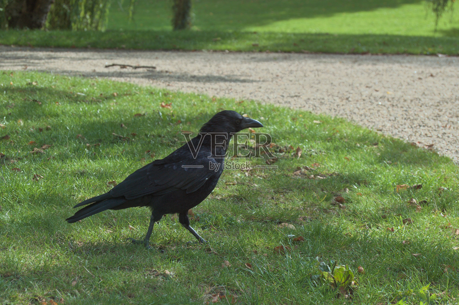 一只黑色的乌鸦在绿草公园里行走照片摄影图片