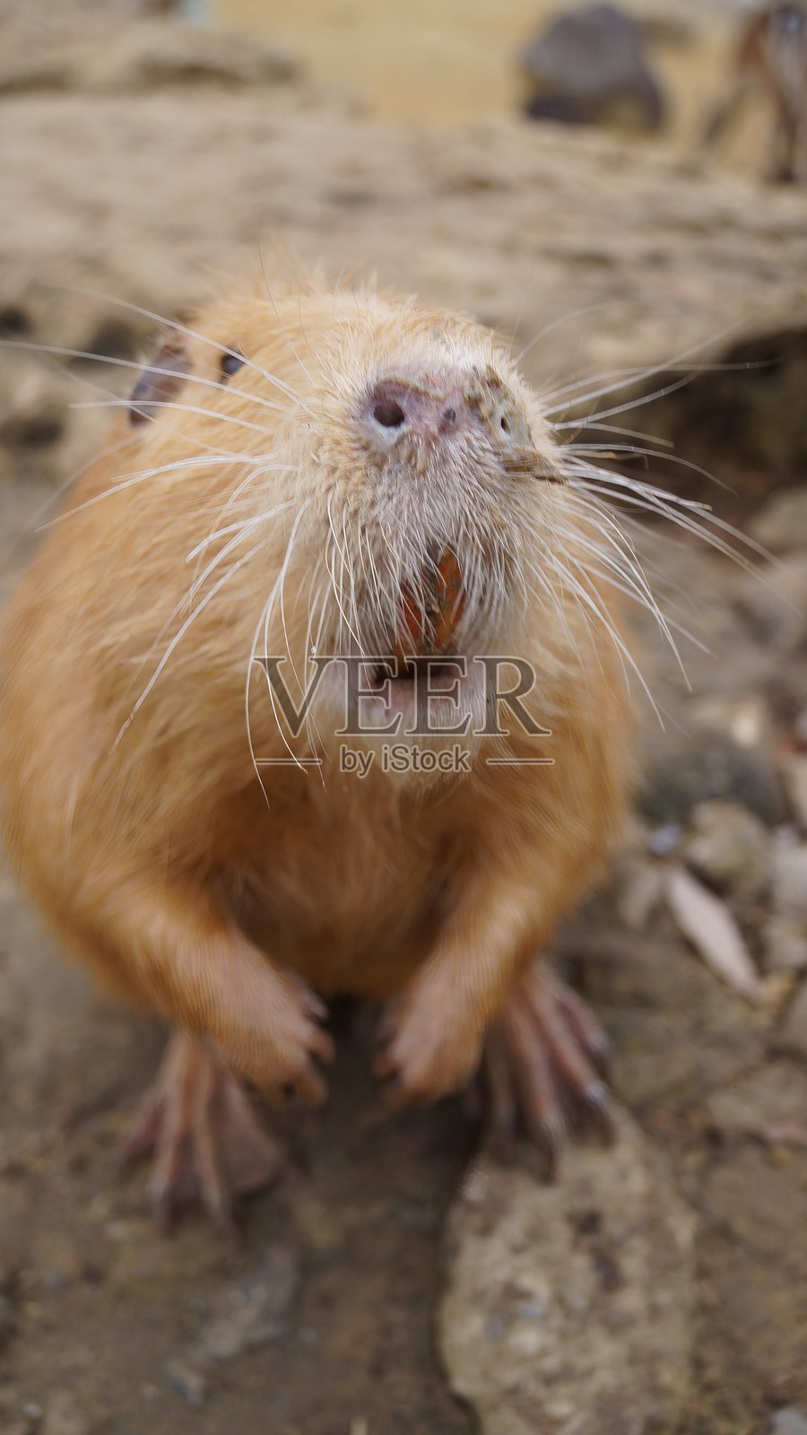张着嘴的 नकारात्मक (水豚)照片摄影图片
