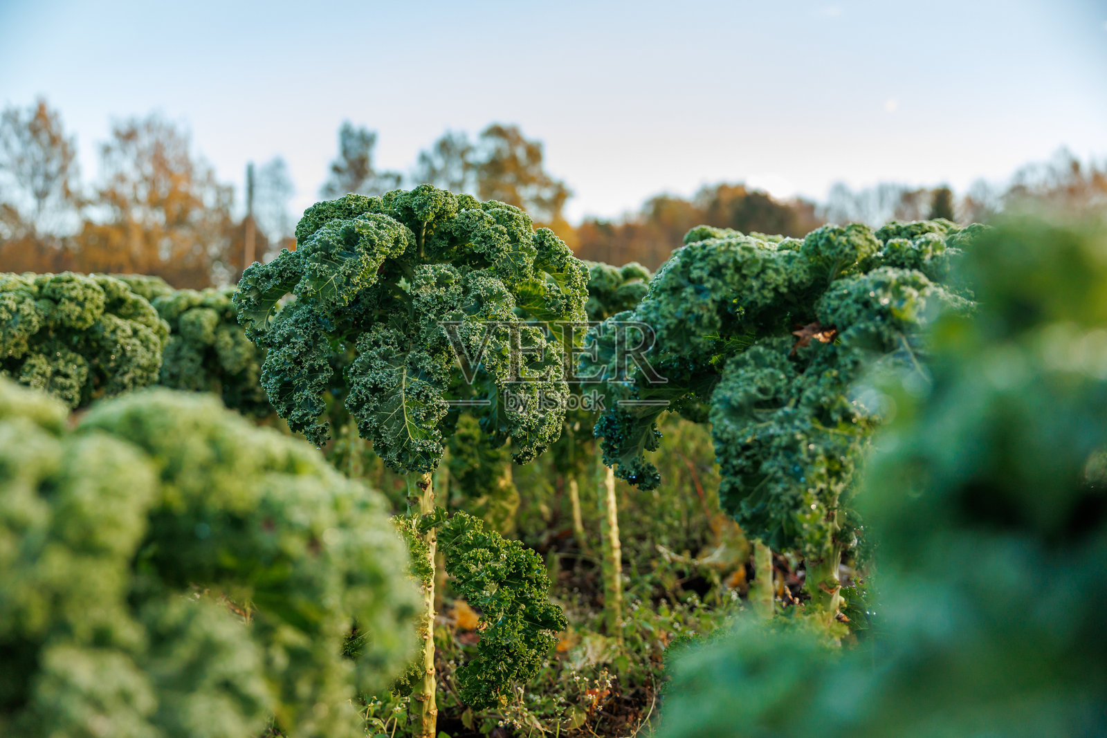 傍晚时分，小型农田里，覆着霜的羽衣甘蓝排成一行照片摄影图片