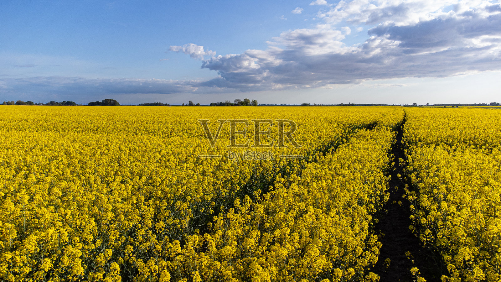 蓝天下的油菜花田，在阳光明媚的夏日盛开照片摄影图片