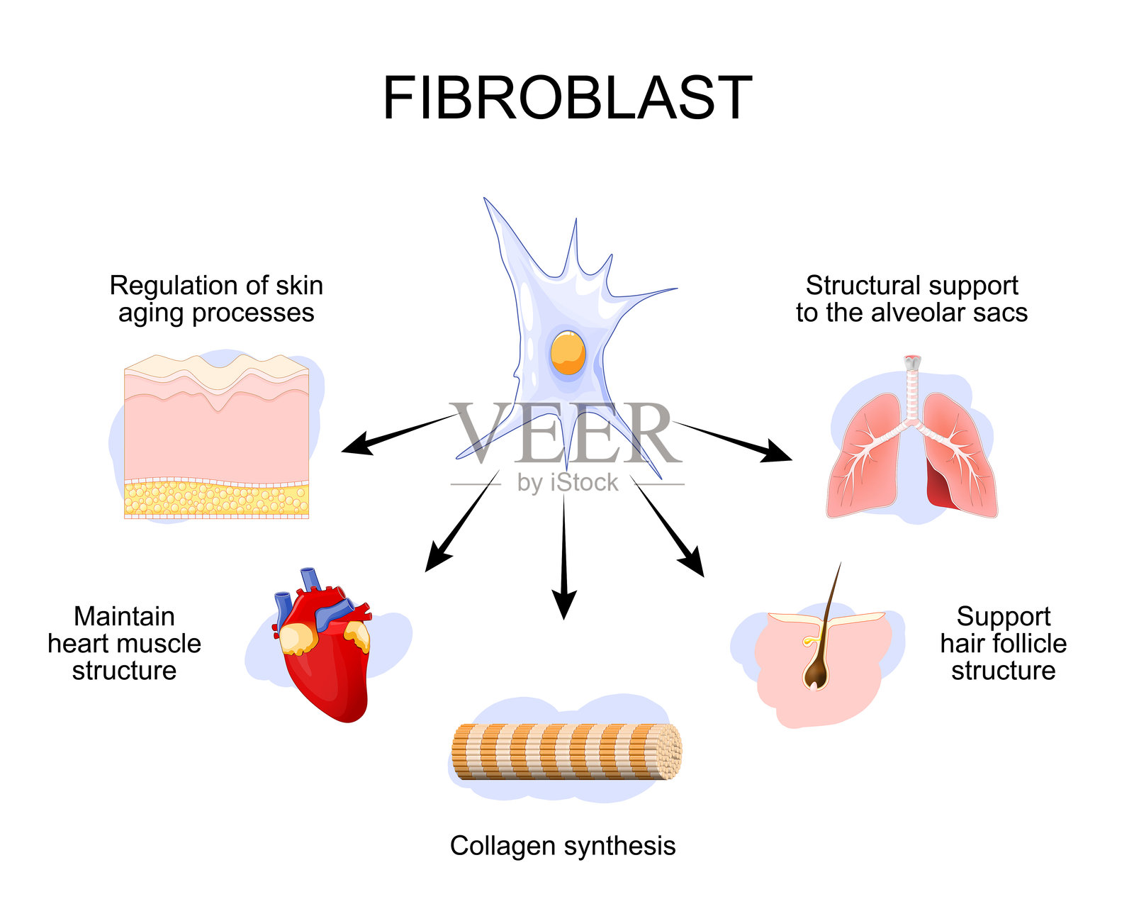 成纤维细胞功能插画图片素材