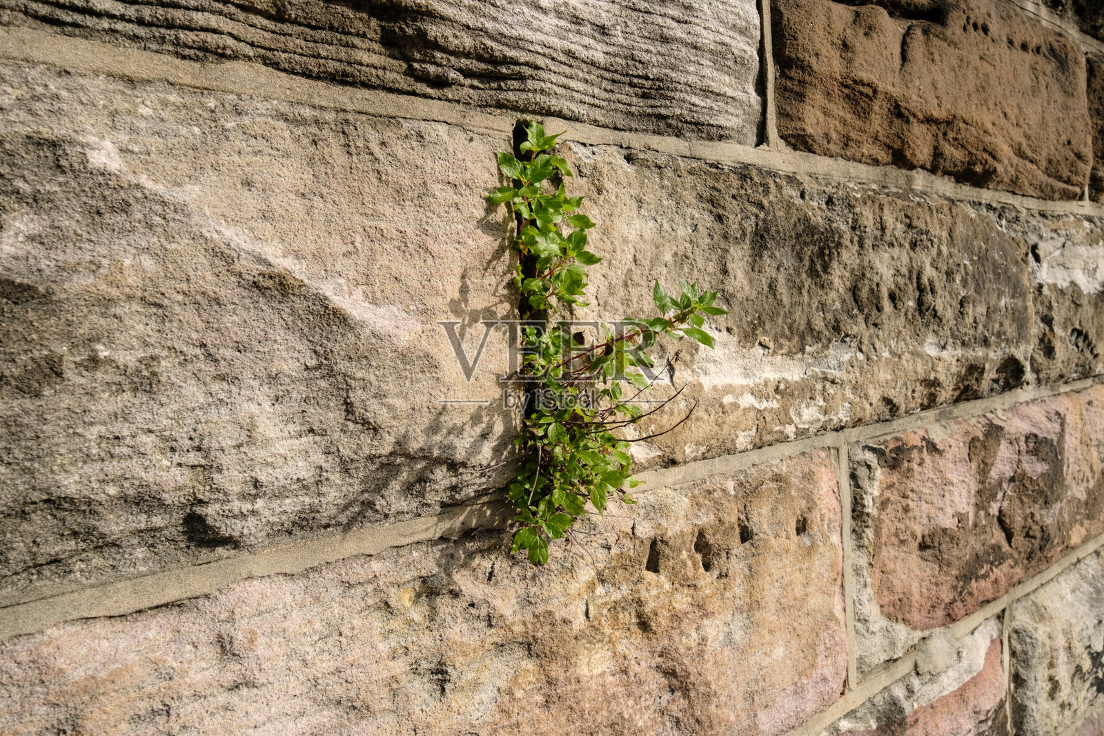 古老砂岩墙上生长的小植物照片摄影图片