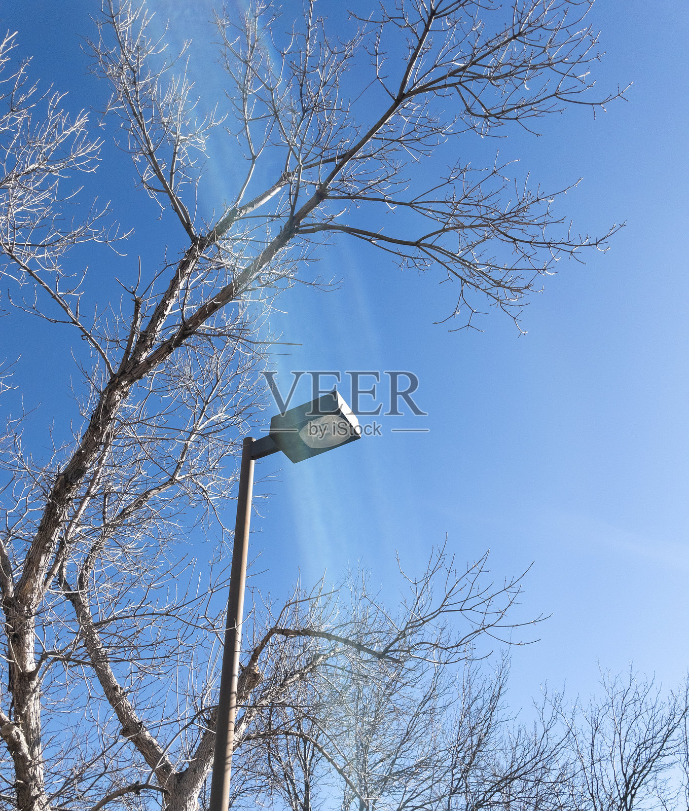 蓝色的冬日天空映衬着光秃秃树枝的路灯杆照片摄影图片