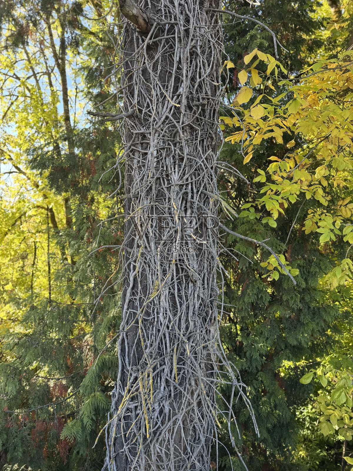 扭曲的树枝和藤蔓背景照片摄影图片