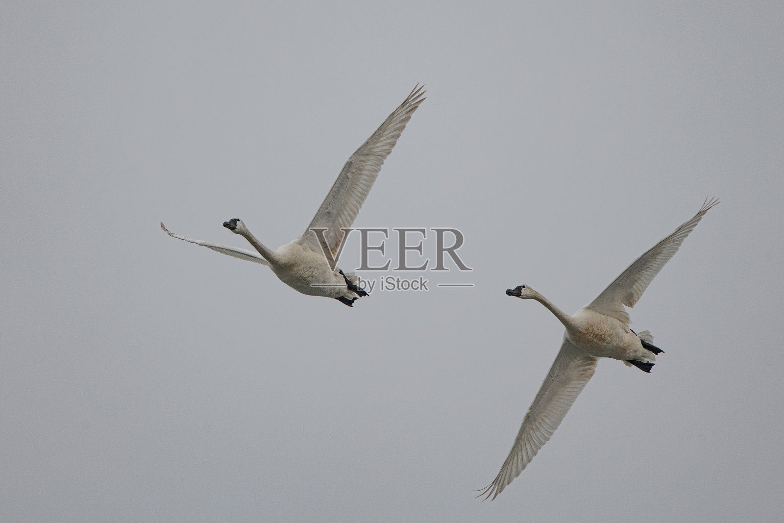 两只 tundra 天鹅低飞掠过湖面照片摄影图片
