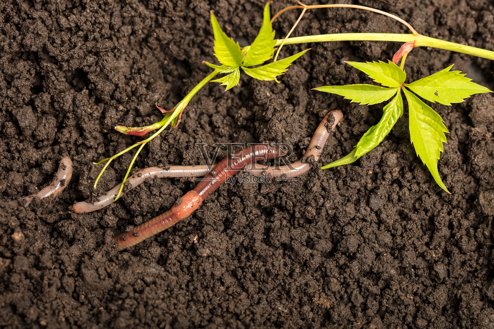 土壤中的蚯蚓照片摄影图片