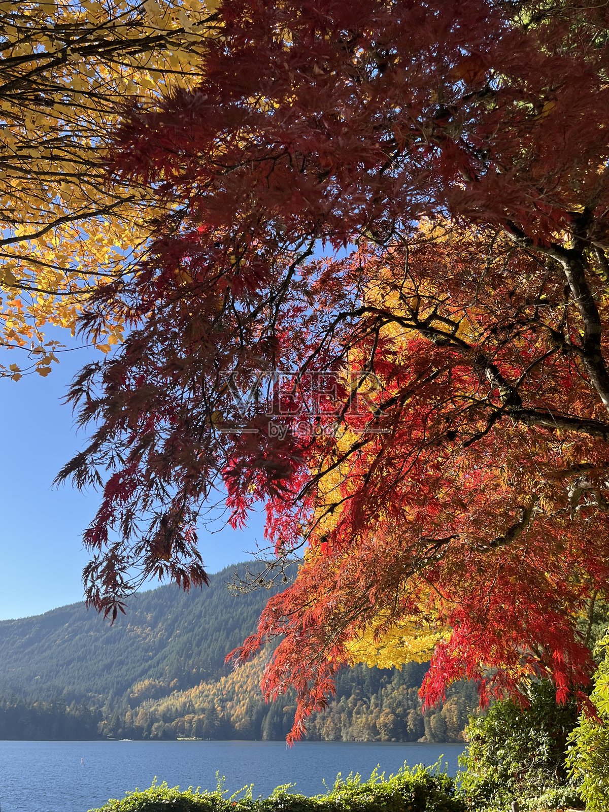 秋日绚烂的树叶倒映在平静的湖水中，湖边环绕着群山，这是一个晴朗的阳光明媚的日子，地点是太平洋西北地区。照片摄影图片