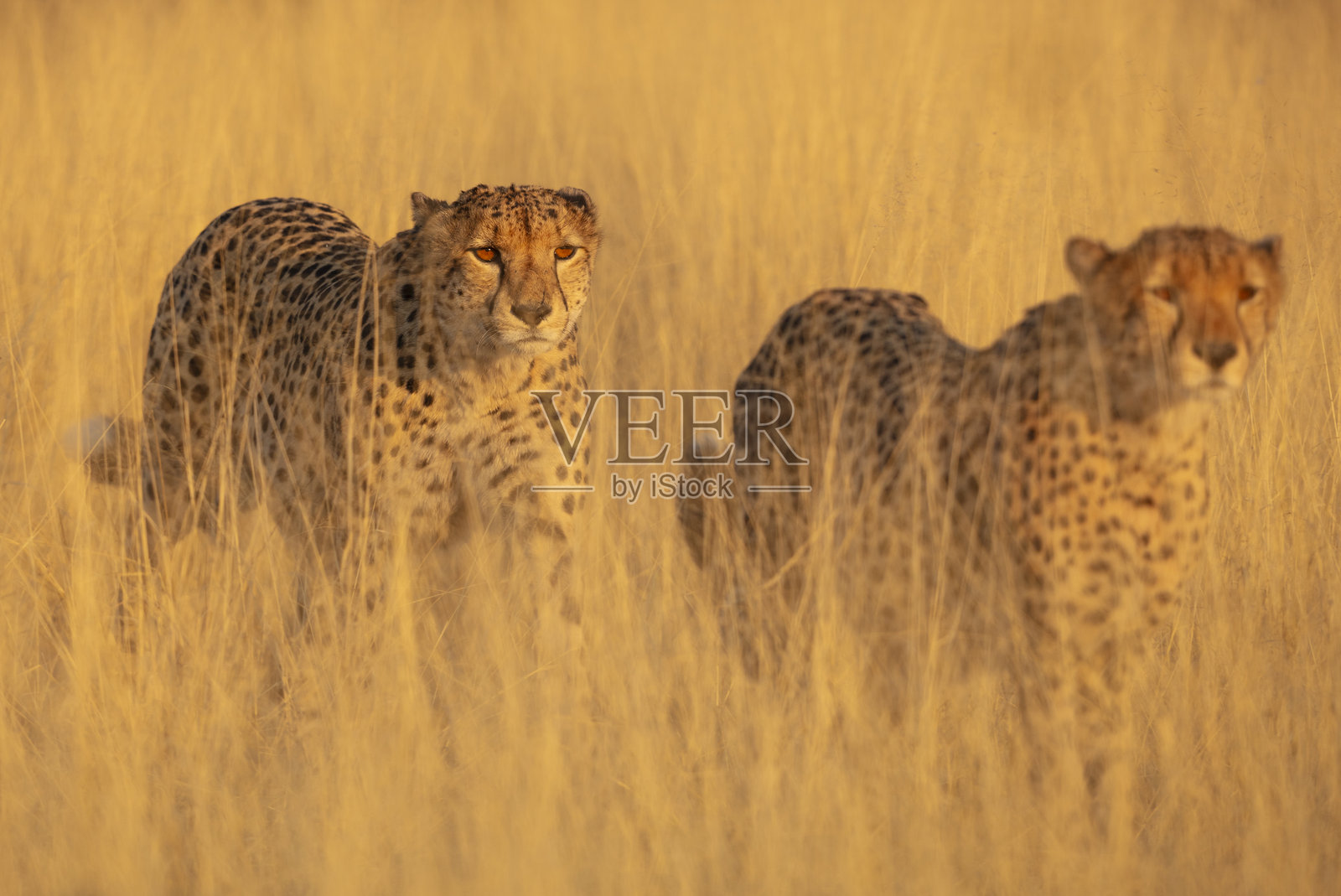 两只猎豹（Acinonyx jubatus）在博茨瓦纳奥卡万戈三角洲的草原上行走照片摄影图片